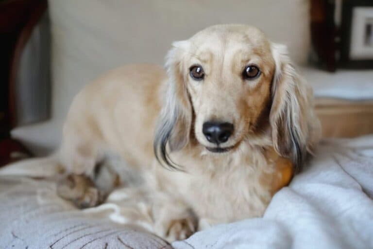 A Maplewood puppy at home