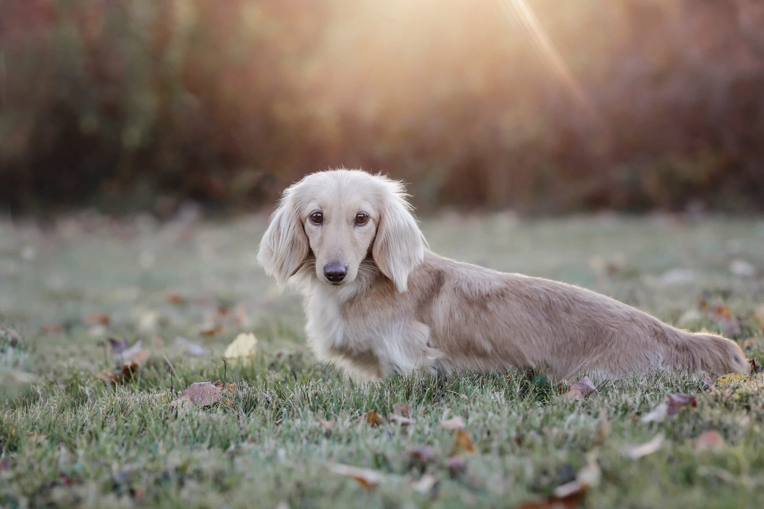 Mirabella, a light cream longhair miniature dachshund