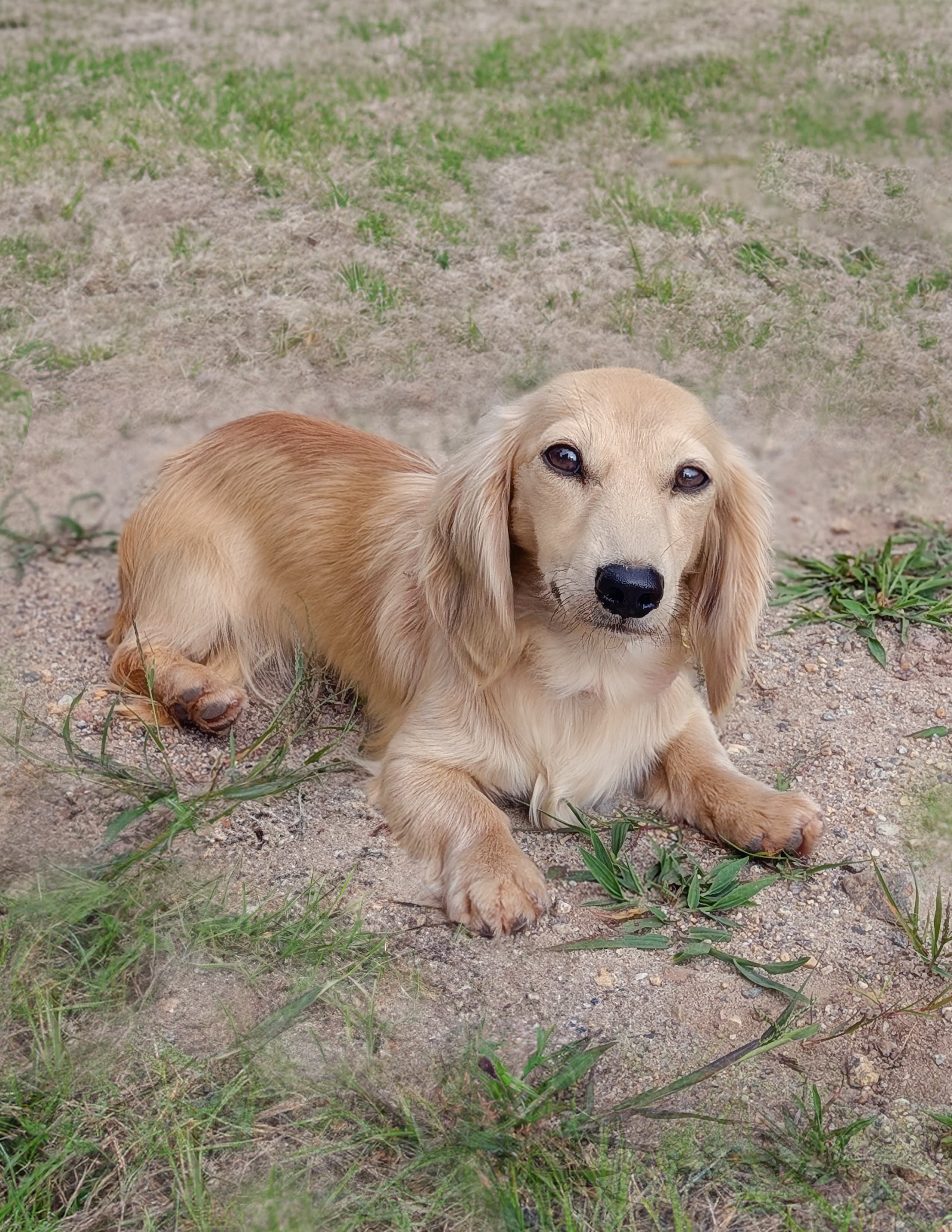 Olive
