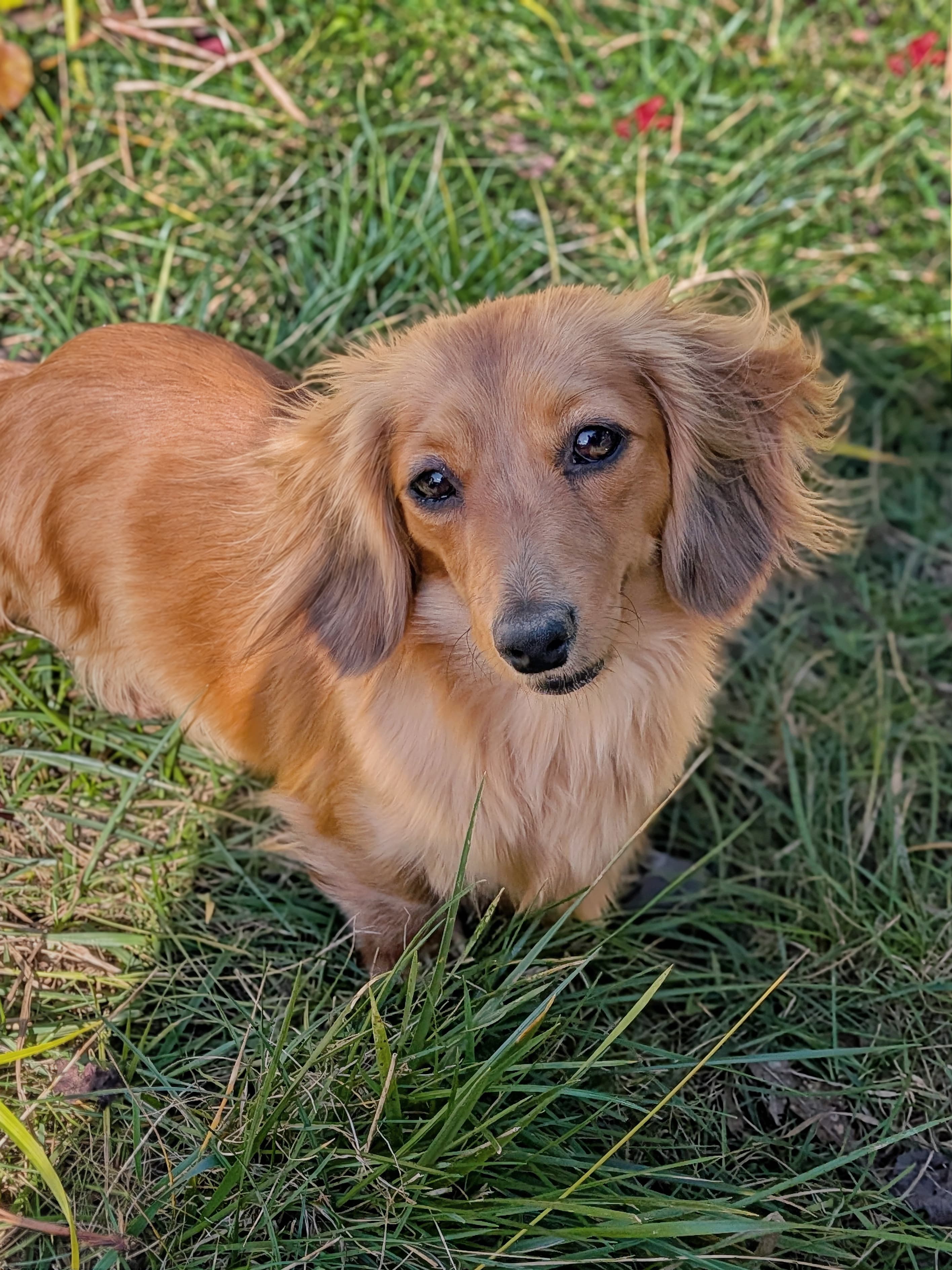 Penelope