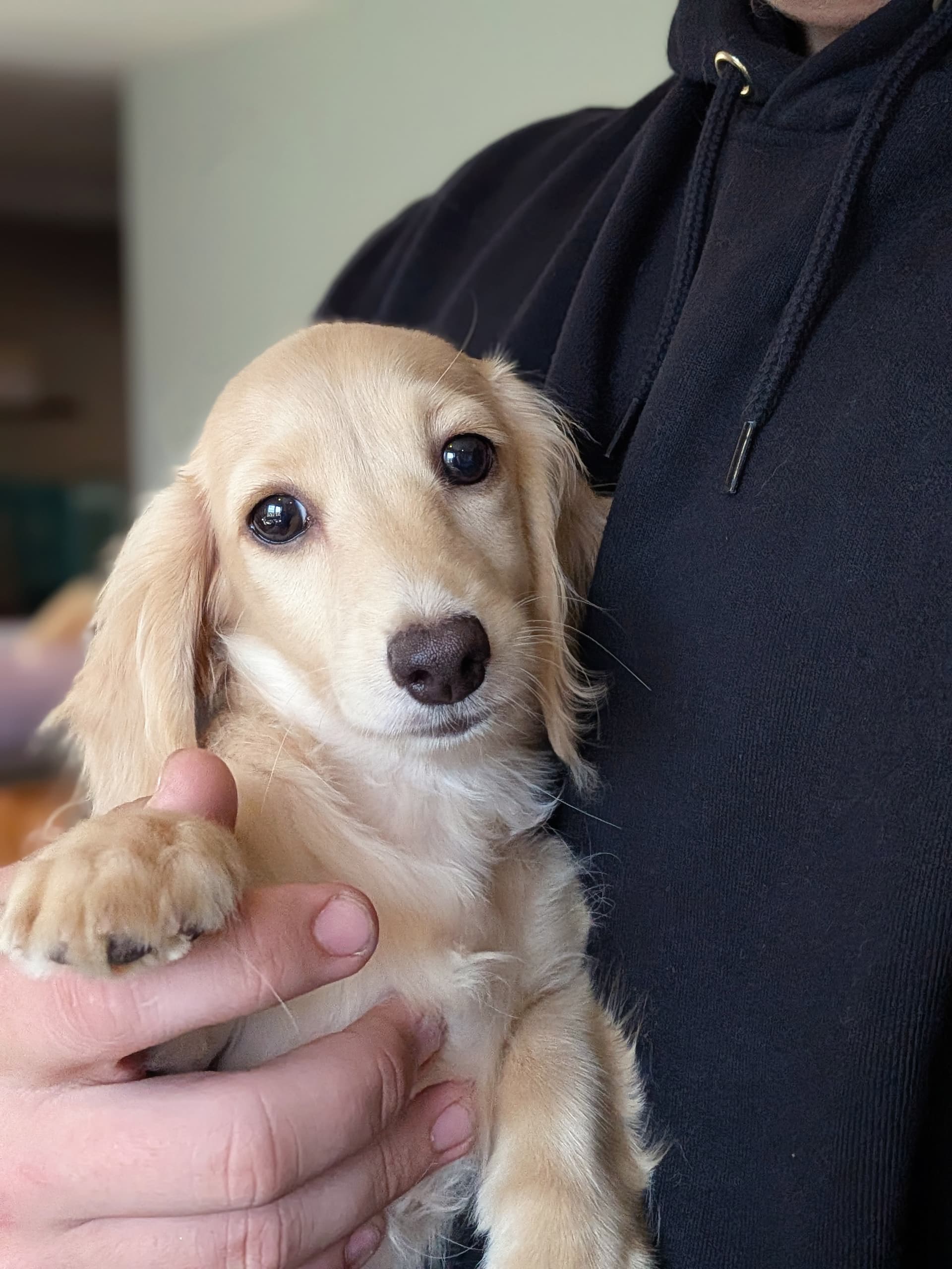 Elsa