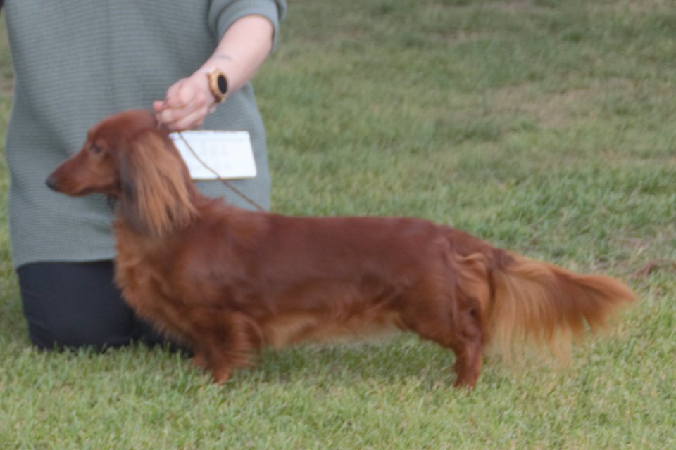 A long-haired red dachshund standing in profile at a conformation show, showing feathering on the ears, chest and tail.