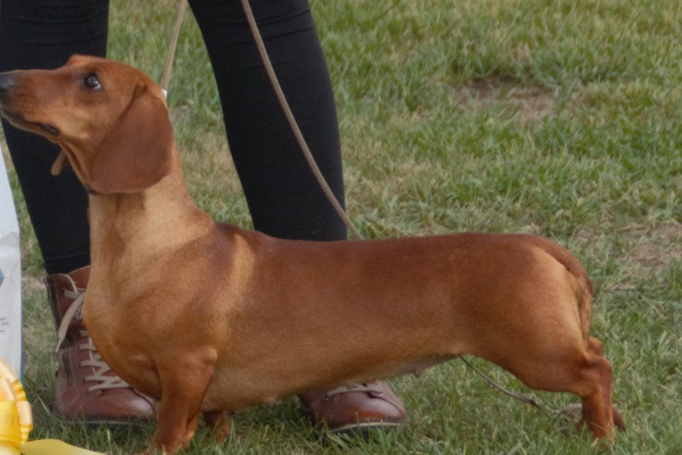 A smooth-coated red dachshund standing in profile at a conformation show.