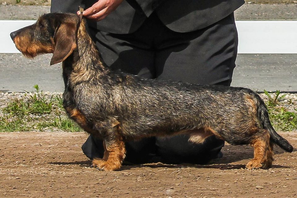 A wire-haired dachshund standing in profile at a conformation show, showing the harsh outer coat, beard and eyebrows.