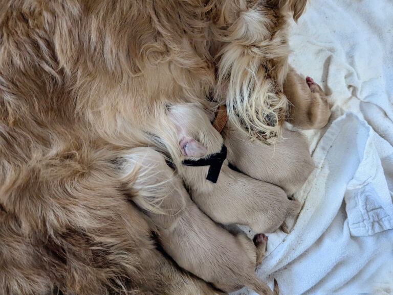 Newborn dachshund puppies in the whelping box.