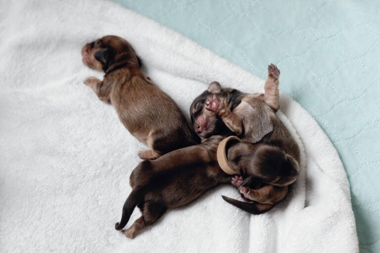 A newborn dachshund puppy in our home.