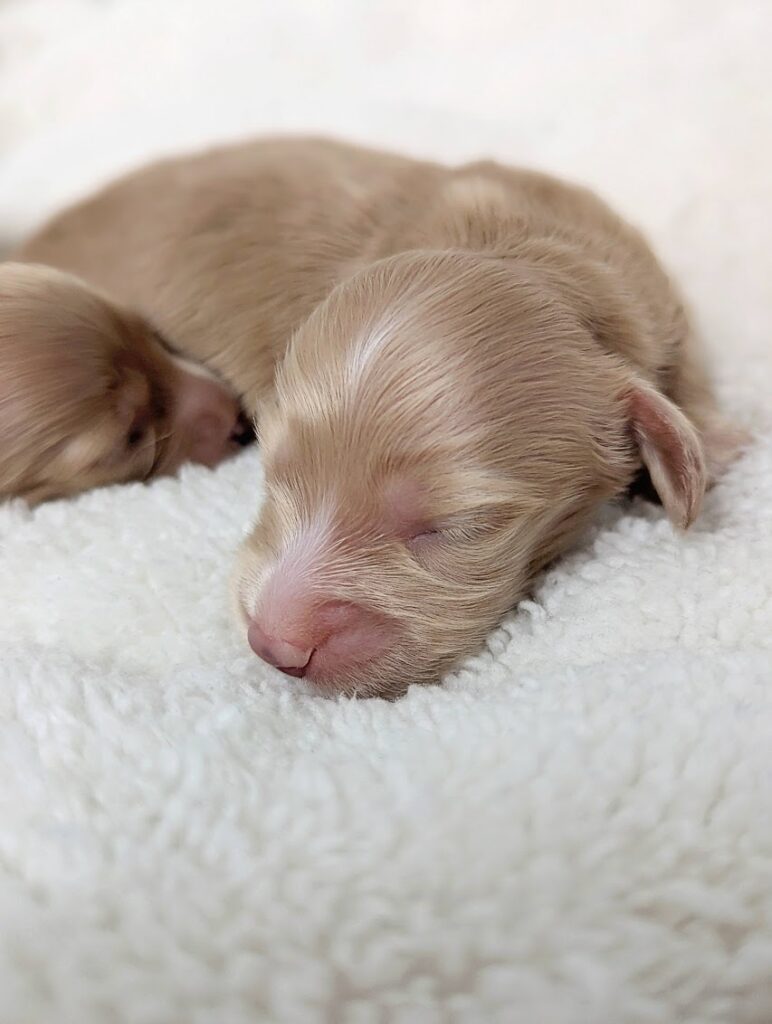 Newborn dachshund puppies with their dam.