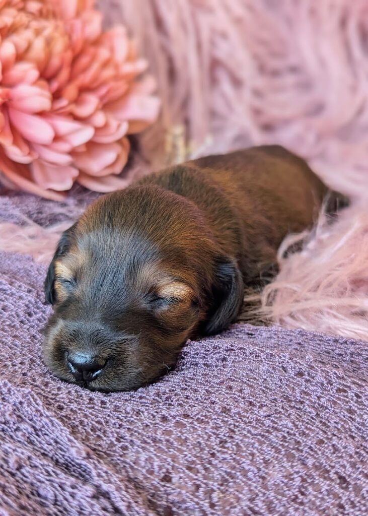 Two-week-old dachshund puppy being handled daily.