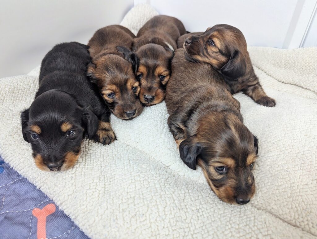 Two-week-old dachshund puppies snuggled together.