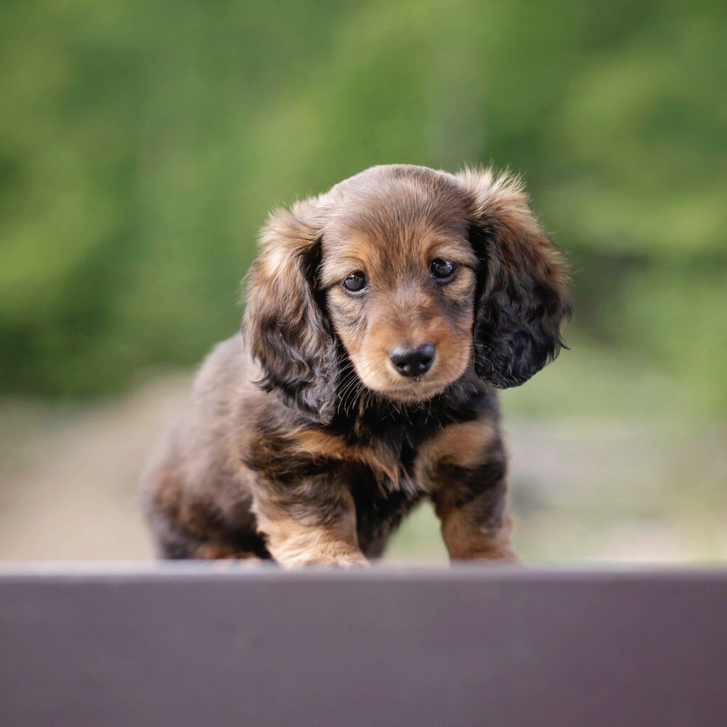 Six-week-old dachshund puppy showing individual character.
