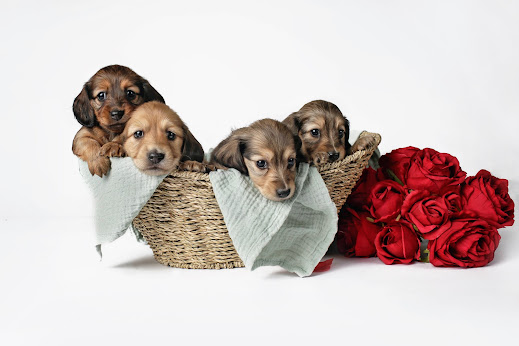 Four-week-old dachshund puppy at Maplewood Mountain.