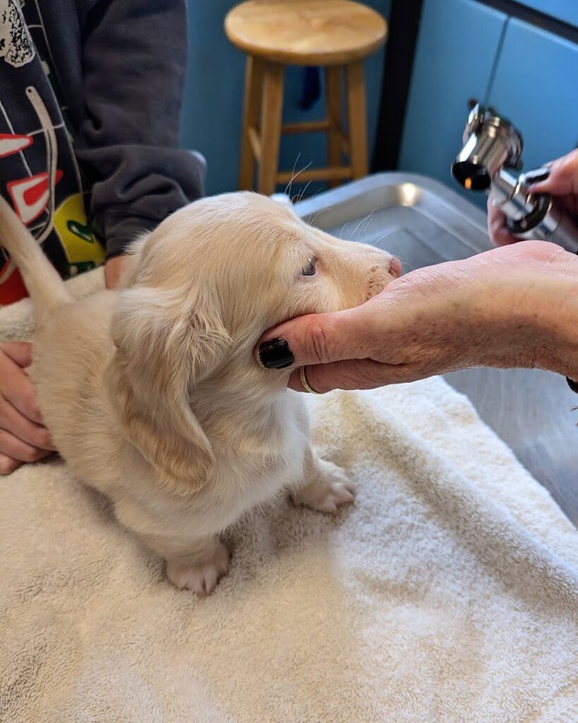 Seven-week-old dachshund puppy at Maplewood Mountain.