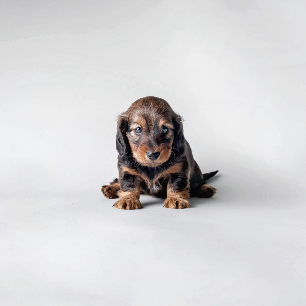 Four-week-old dachshund puppy showing first personality.