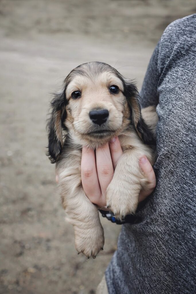 Dachshund puppy nearly ready for pickup.